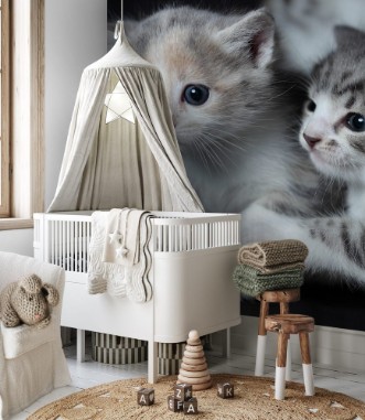 Bild på Junge Katzen spielen