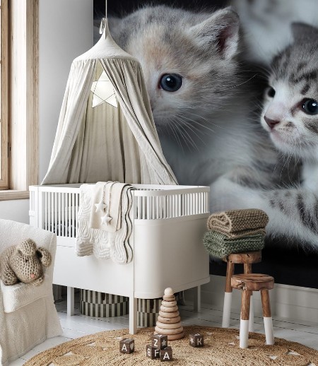 Picture of Junge Katzen spielen