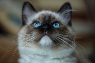 Picture of Very beautiful bright kittens blue and expressive eyes