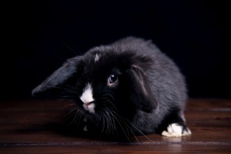 Immagine di Black rabbit on a wooden dark background