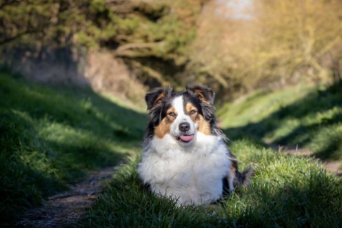 Image de Chienne Berger Australien