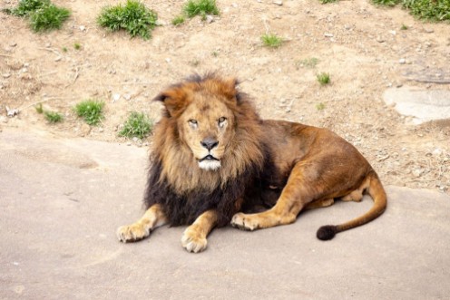 Afbeeldingen van 259161390