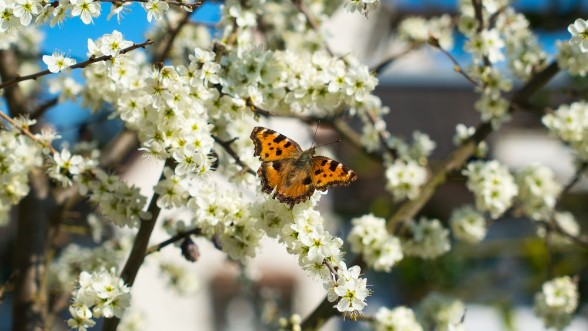 Picture of Kleiner Br im Schwarzdorn 1