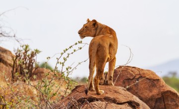 Image de Lioness female lion Panthera leo stands on rocks rear view with head profile Samburu National Reserve Kenya Africa Wild predator in natural environment