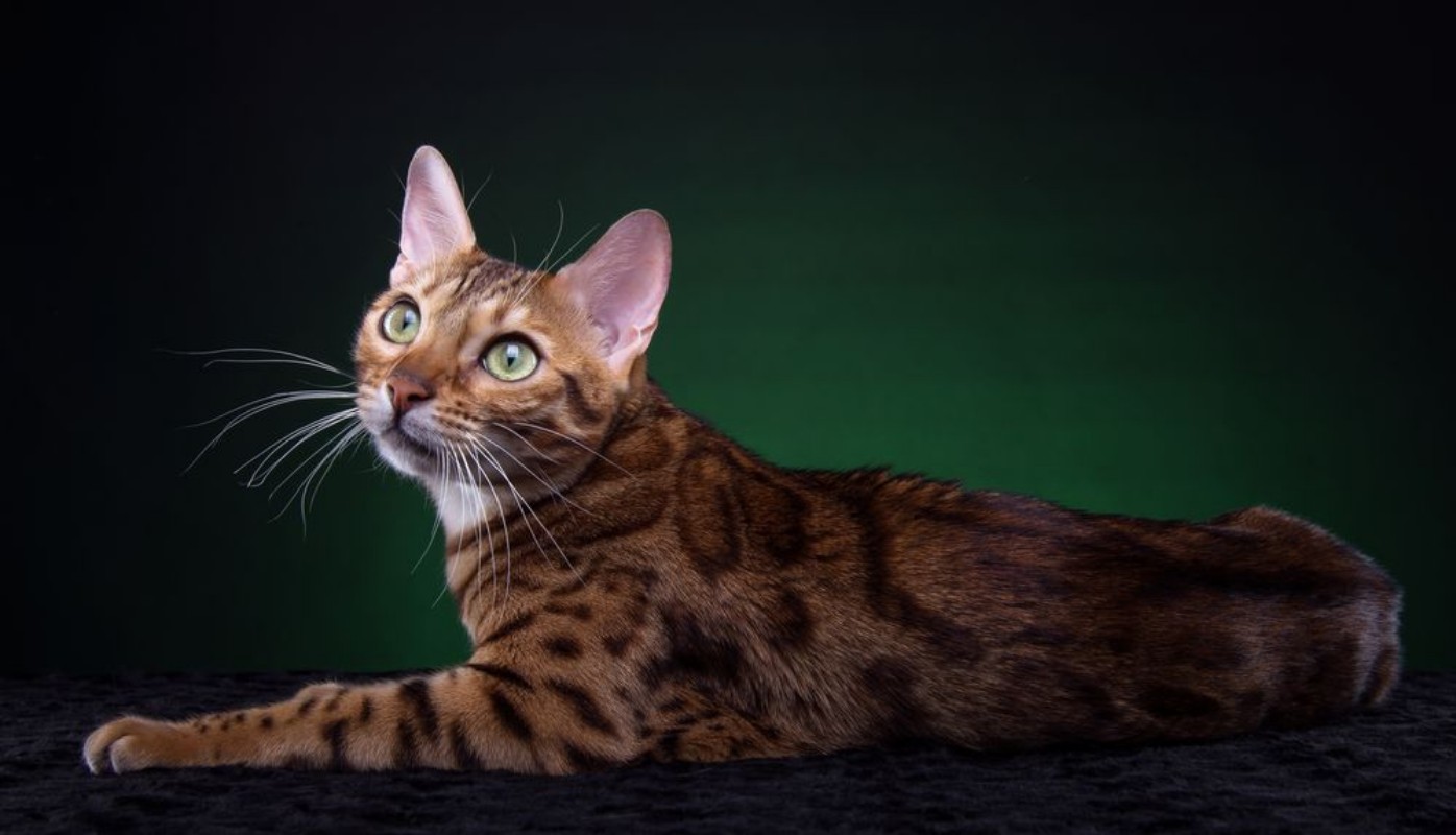 Afbeeldingen van Beautiful stylish Bengal cat Animal portrait Bengal cat is lying Blue background Collection of funny animals