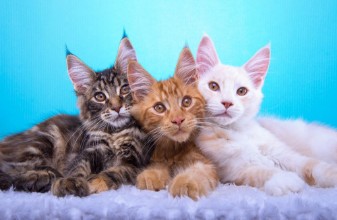 Image de Maine Coons