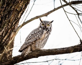 Pilt Great horned owl on branch