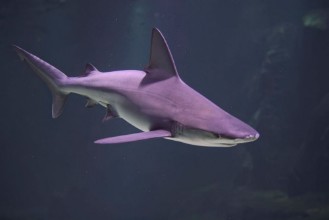 Image de Requin  Nausicaa