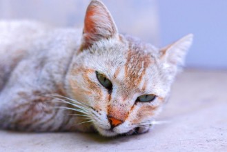 Image de Lazy and sleepy cat lying on a bed