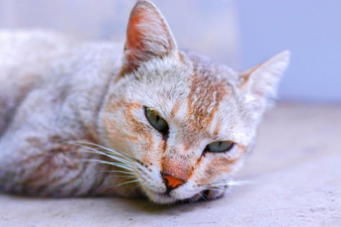 Picture of Lazy and sleepy cat lying on a bed