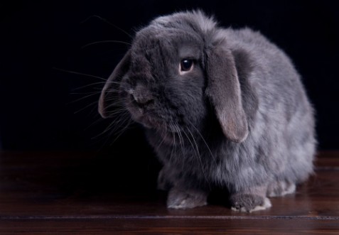 Image de Gray Rabbit