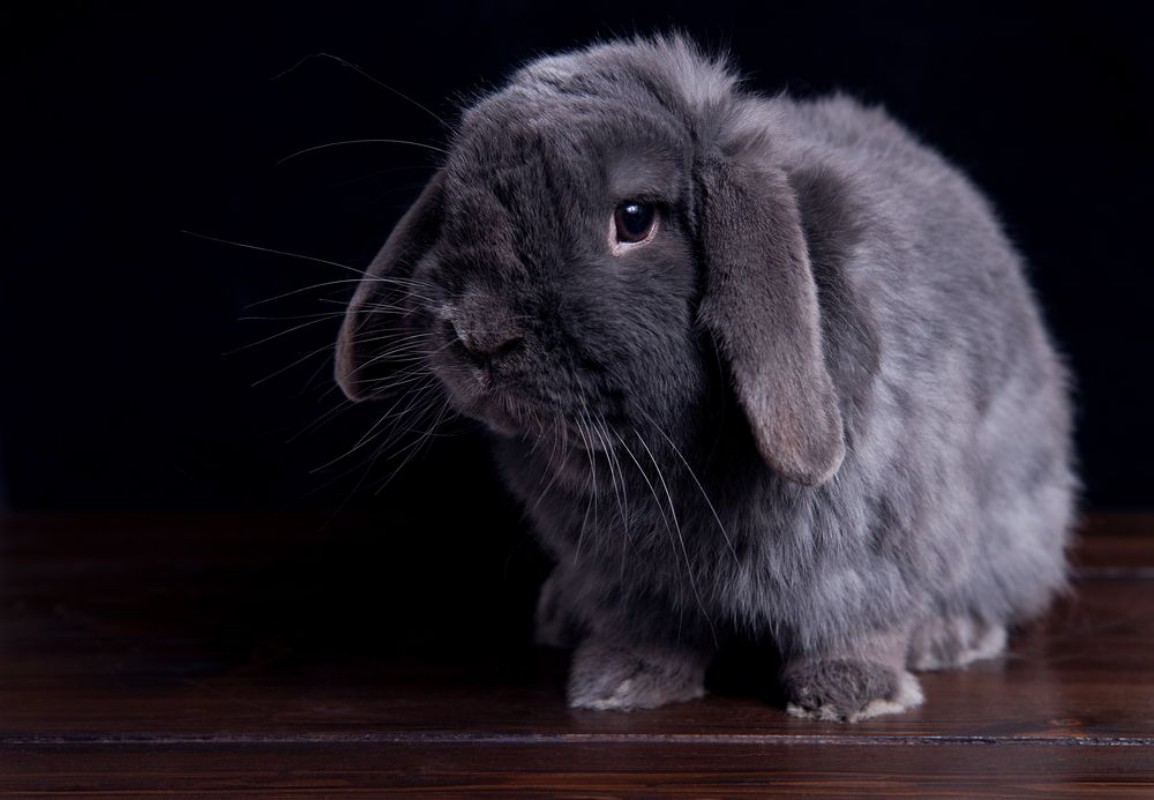 Picture of Gray Rabbit