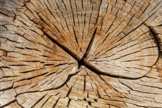 Bild von Crack Wood Texture