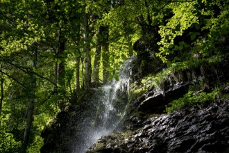 Afbeeldingen van Forest