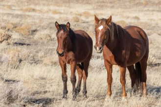 Bild von Wild horse Mare and Foal