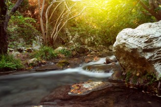 Image de Stream in forest