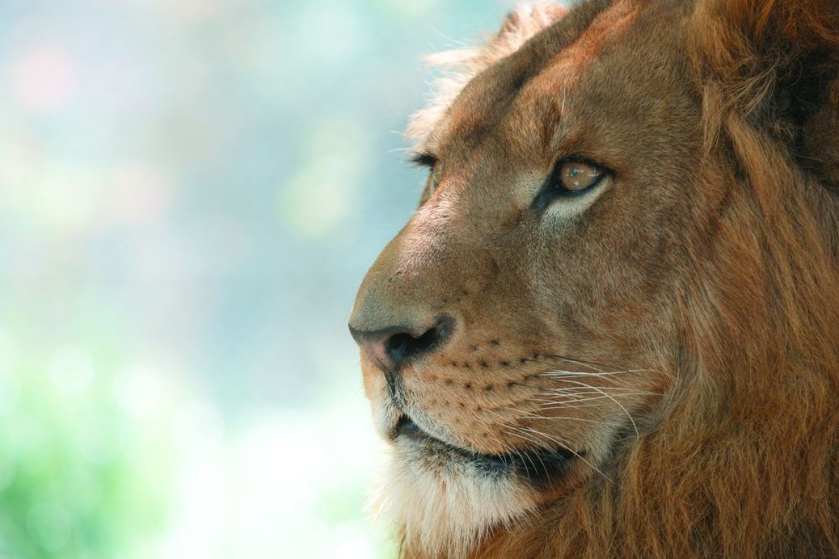 Picture of 259748635