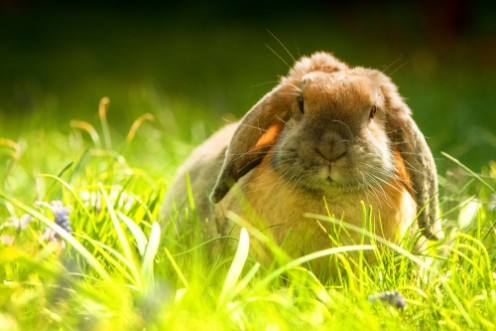 Picture of Hase - Osterhase