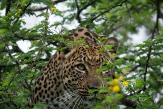 Immagine di Leopard in tree