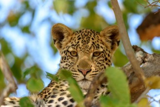 Image de Leopard