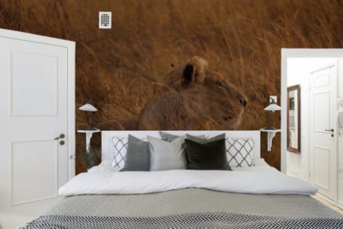 Afbeeldingen van Lioness In Tall Grass