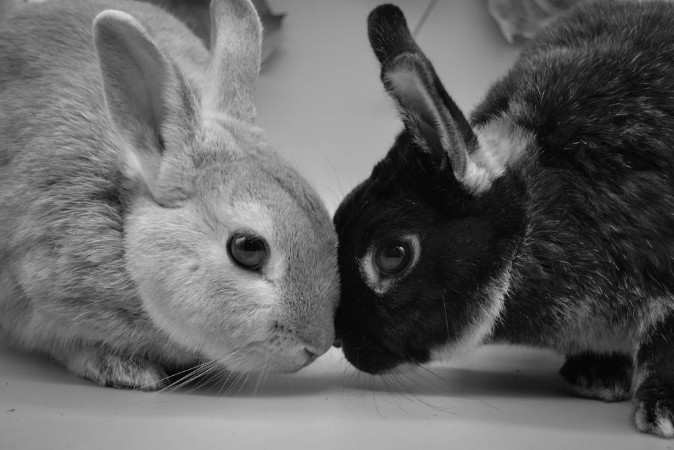 Picture of Lolo and Nano