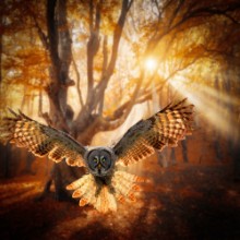 Obrázok z Gray Owl
