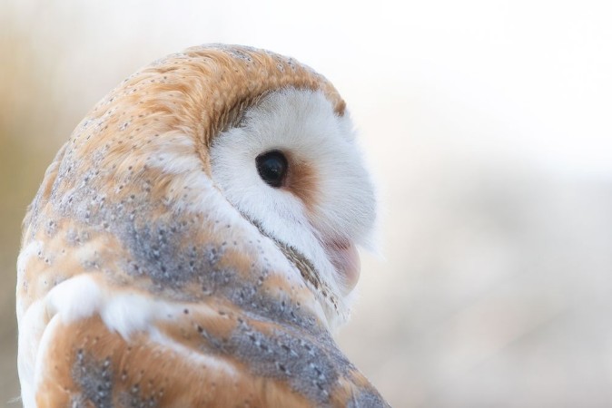 Picture of The Barn owl Tyto alba Close-up portrait