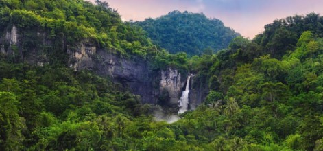 Picture of In the Midst of the Jungle