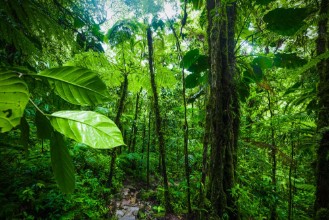 Picture of Humid Sanctuary