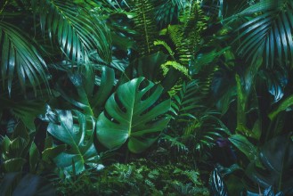 Bild von Tropical palm leaves