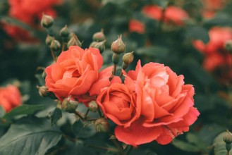 Picture of Beautiful bush of tea roses Spring and summer flower  Rose garden Nature and botany theme