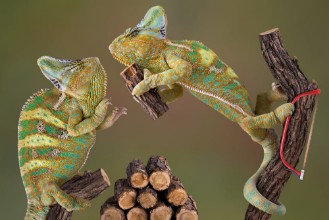 Εικόνα της Chameleons Making Firewood