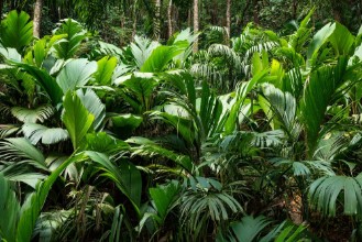 Bild von Giant Tropical Fern