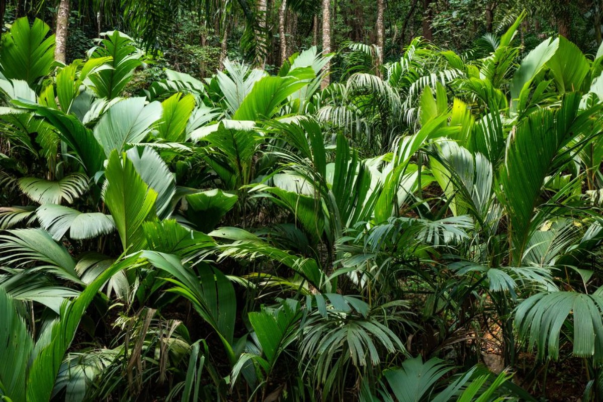 Image de Giant Tropical Fern