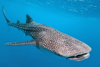 Obrázek Whale shark