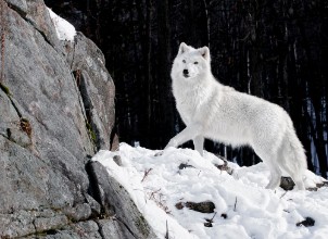 Image de Portrait de loup arctique