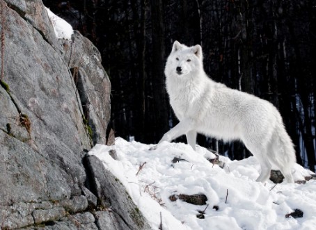 Arctic Wolf Portrait photowallpaper Scandiwall