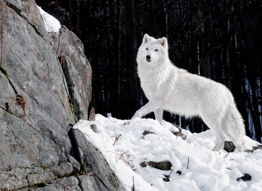 Image de Portrait de loup arctique