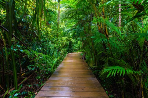 Picture of Wooden pathway in deep green mangrove forest