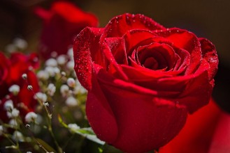 Slika Rose Dew