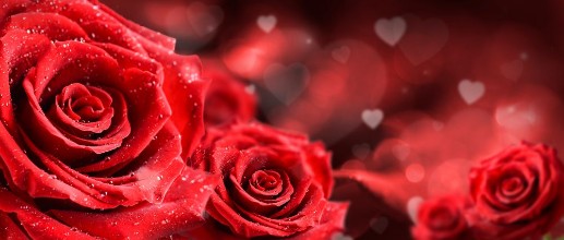 Image de Roses romantiques