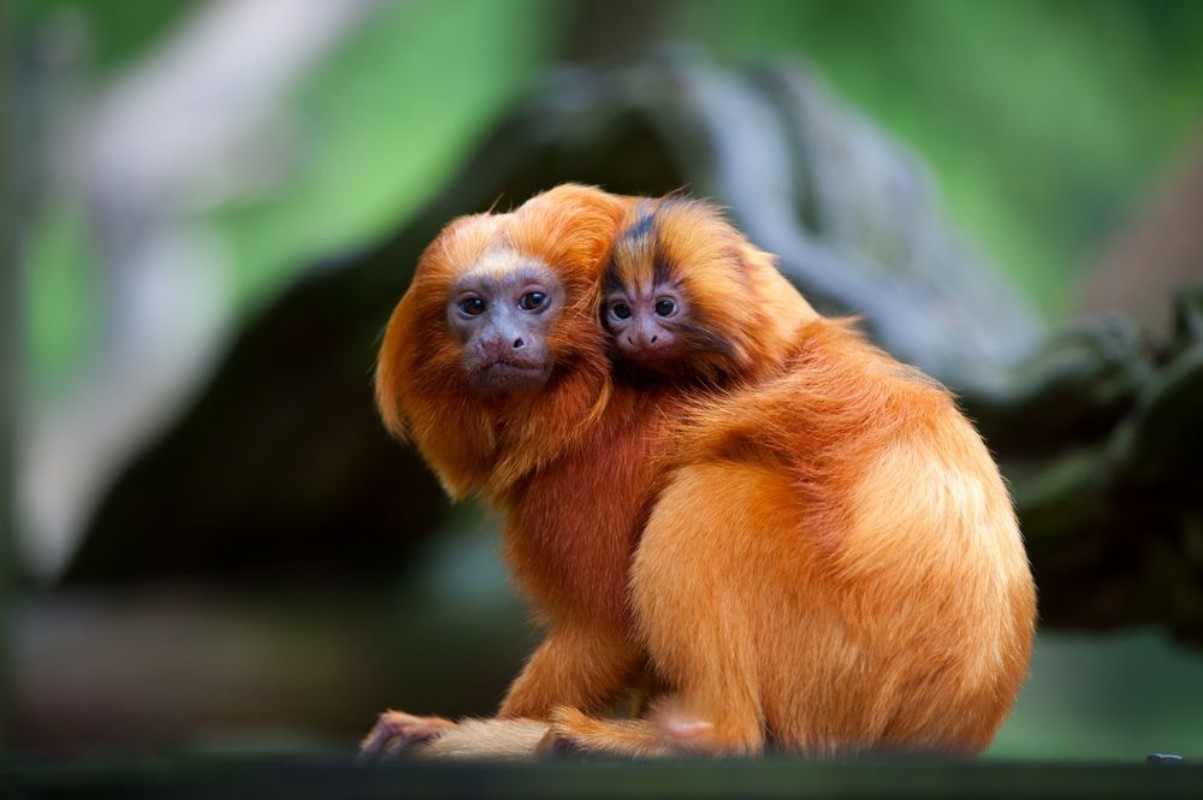 Afbeeldingen van Golden lion tamarin with baby