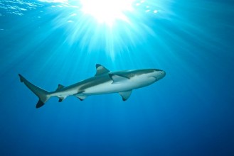 Bild von Blacktip Reef Shark