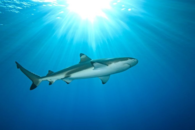 Picture of Blacktip Reef Shark