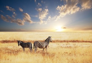 Bild von Zebra