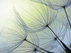 Pilt Dandelion seed