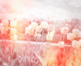 Bild von Tulips Field
