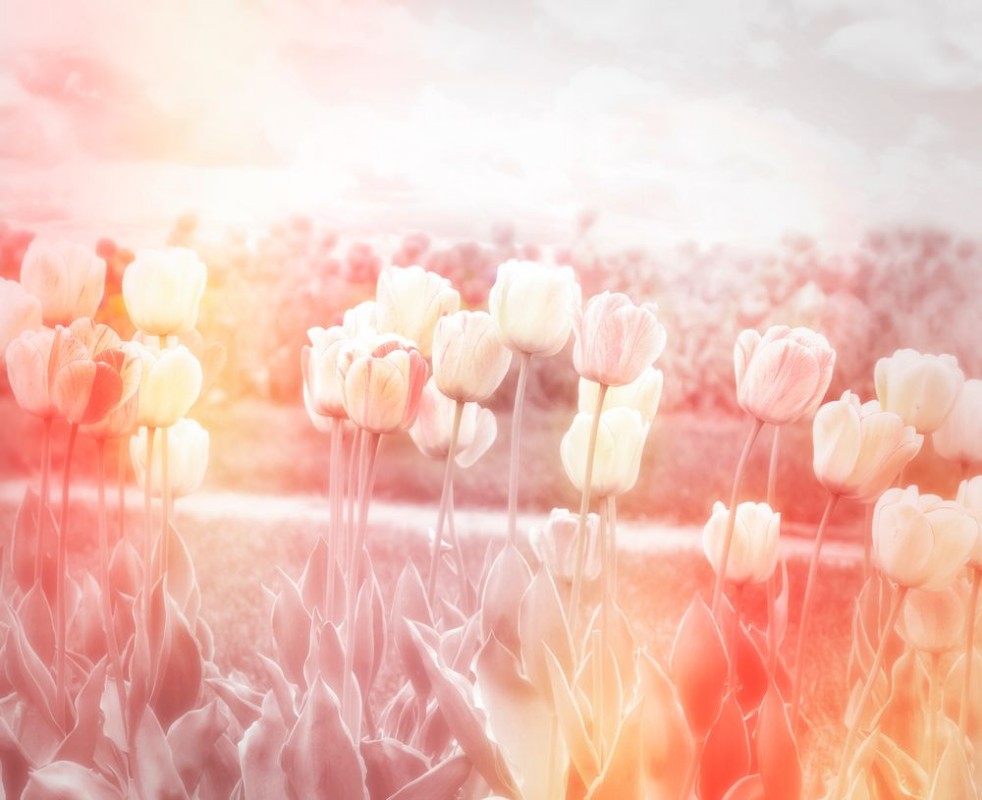 Bild på Tulips Field