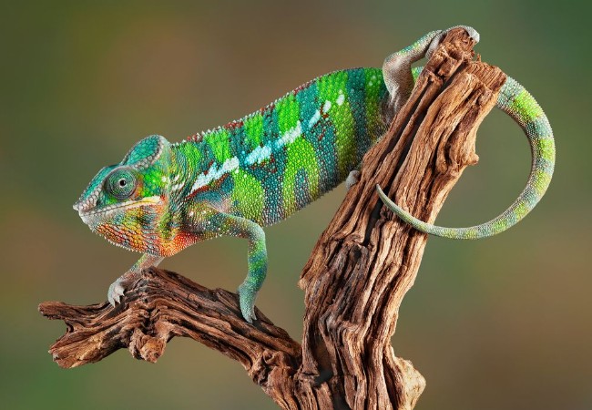 Picture of Panther Chameleon